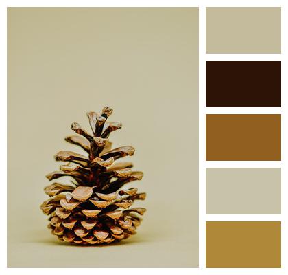 Loblolly Pine Decoration Pine Cone Image